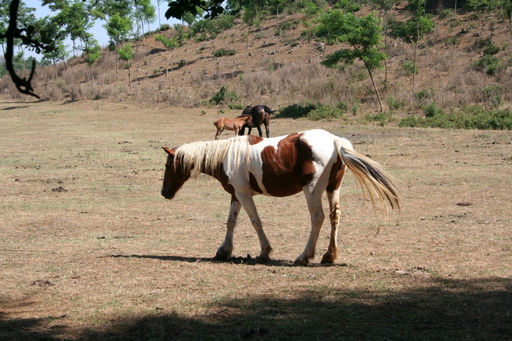 Dopo gatti e cani parliamo del Cavallo?